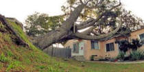 wind damage